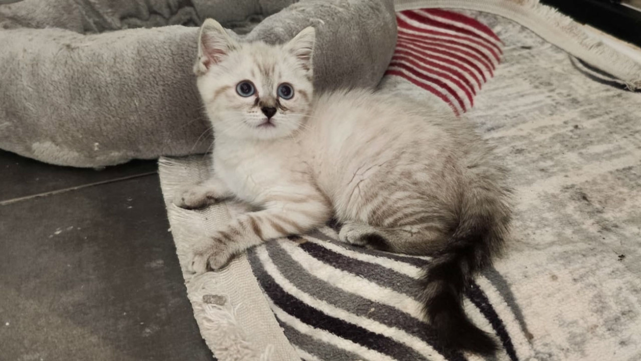 BELLATRIX (en cours d'adoption)