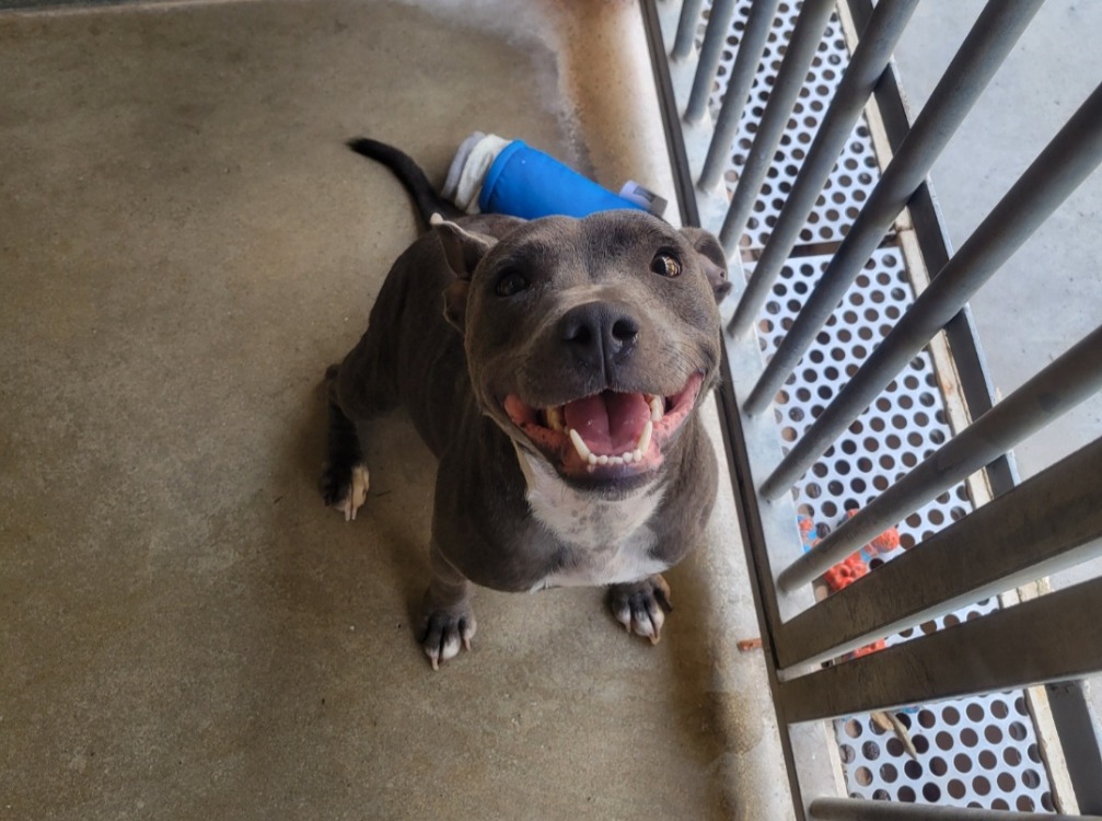 Velma Grey