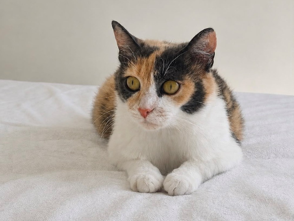BELLA A17518