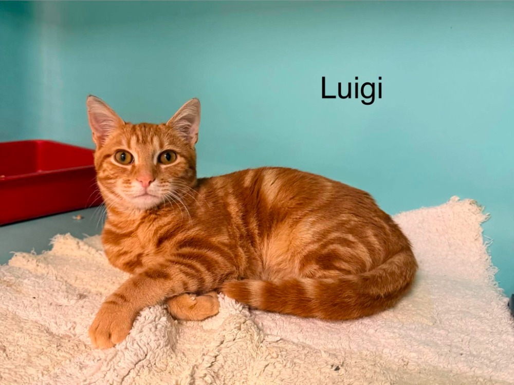 Luigi