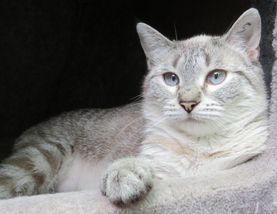 BIJOU