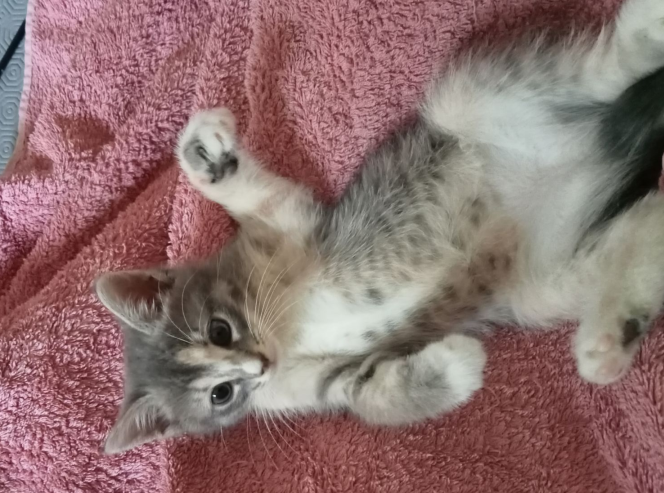ZORA (a trouvé sa famille)