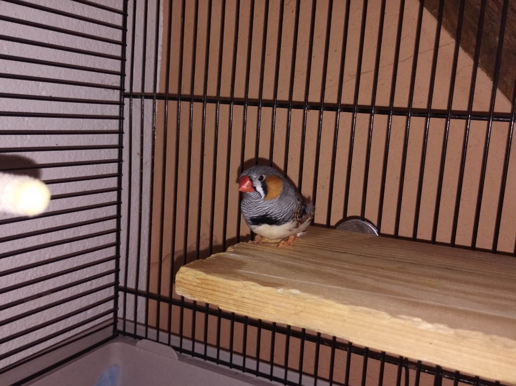 Pioupiou