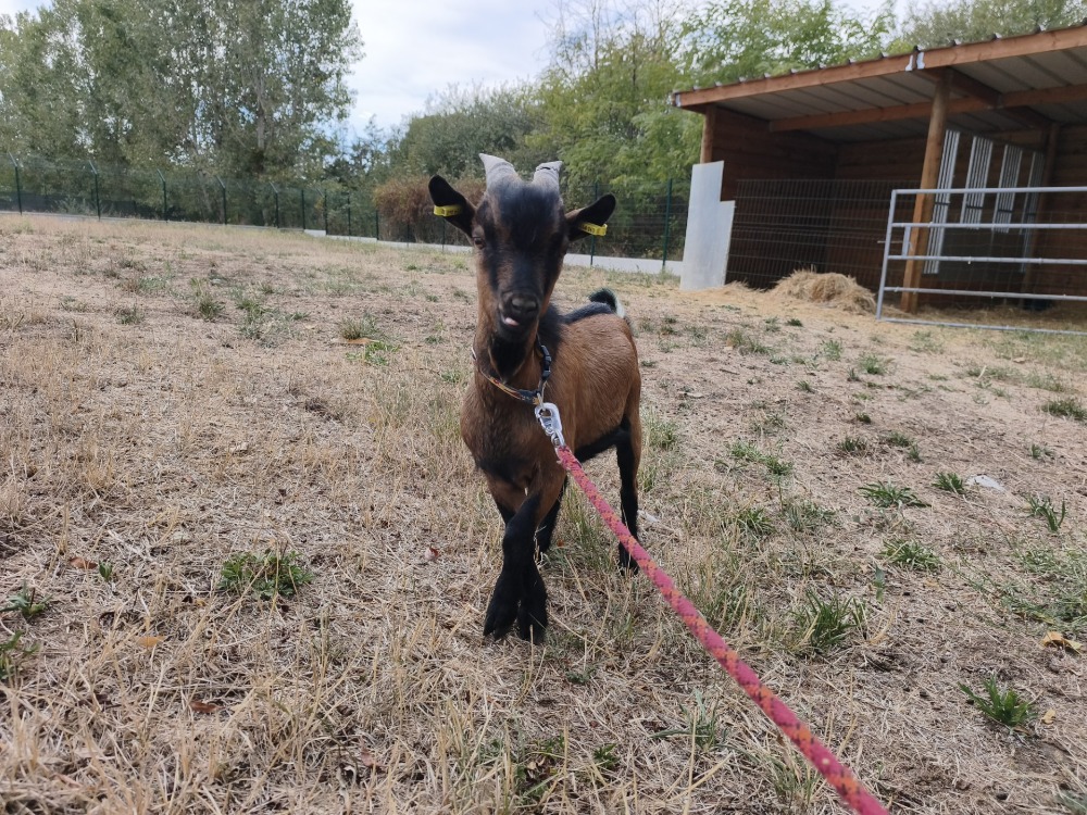 BÉNI Bouc