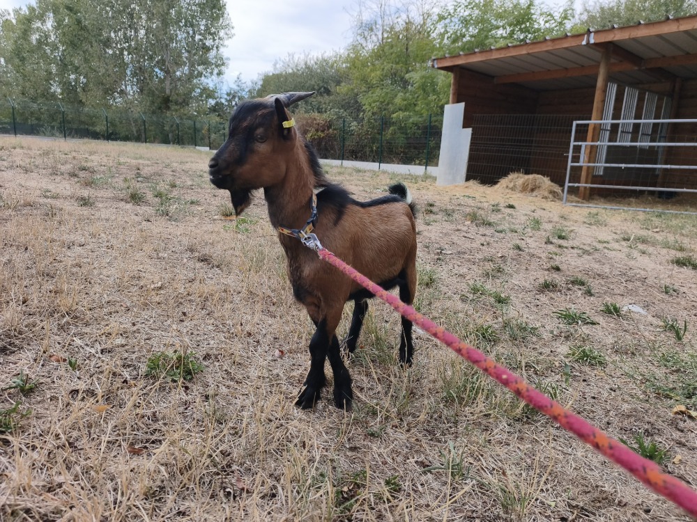 BÉNI Bouc