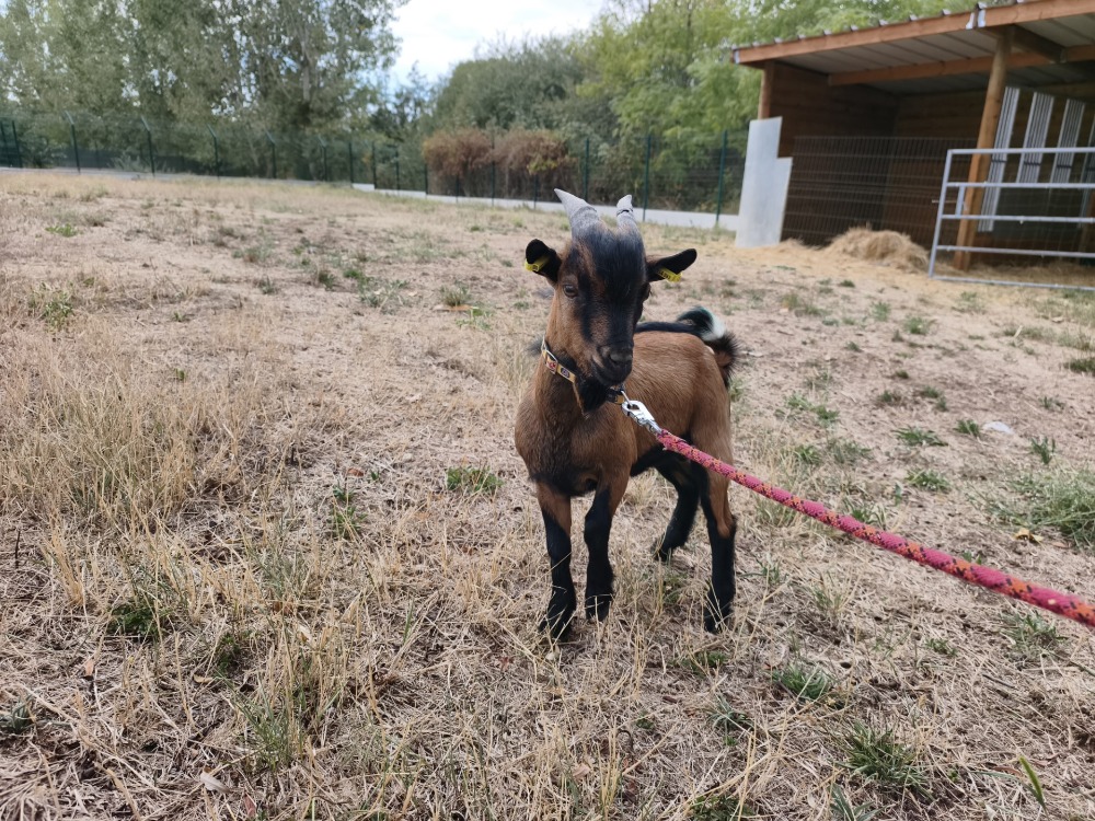 BÉNI Bouc