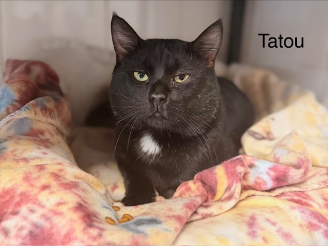 Tatou