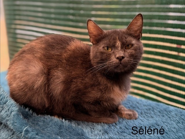 Séléné