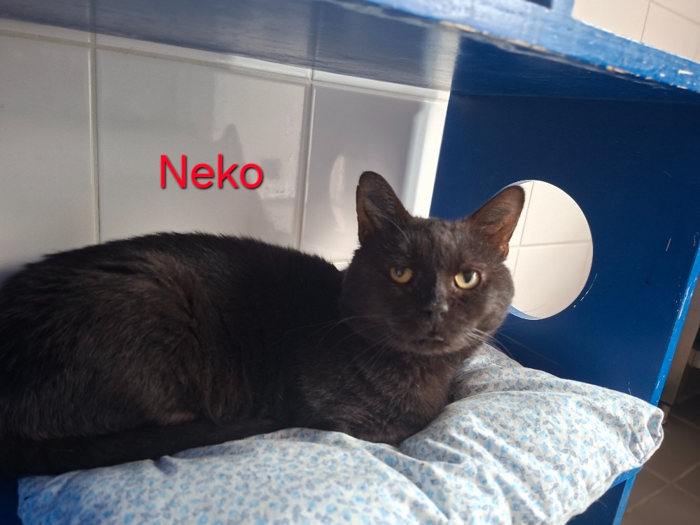 Neko