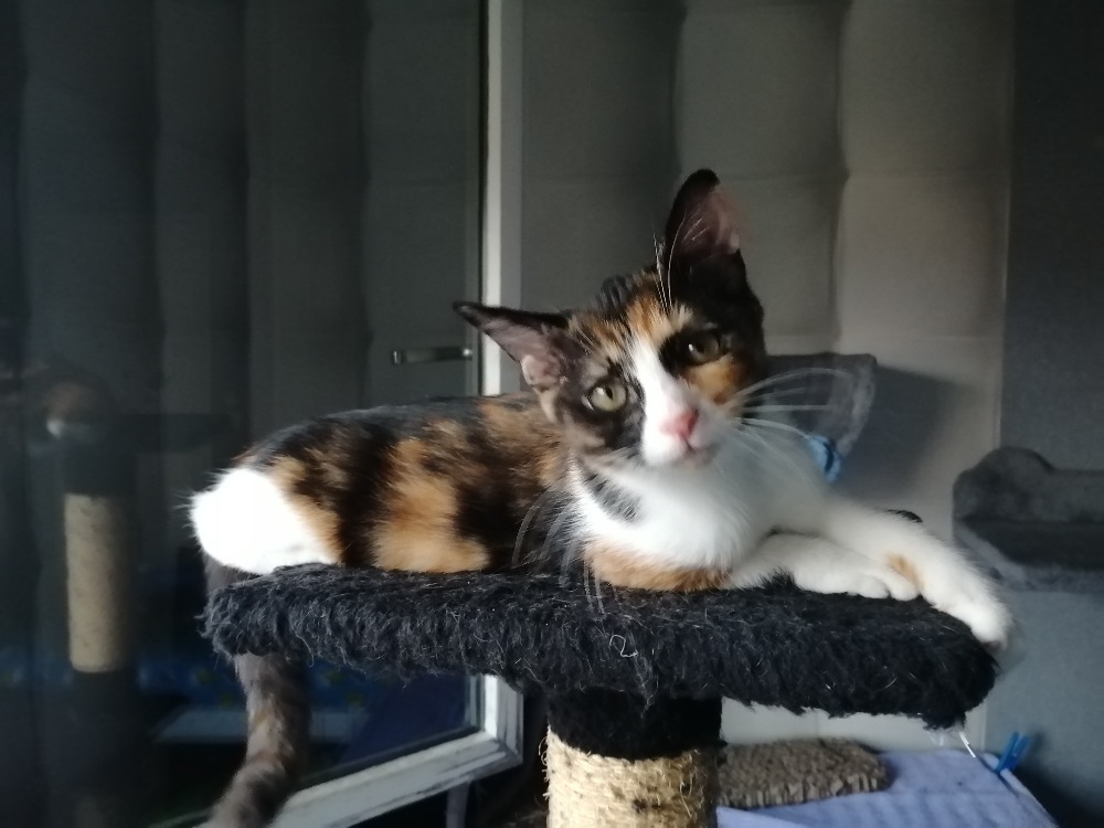 CIBOULETTE [CHATON]