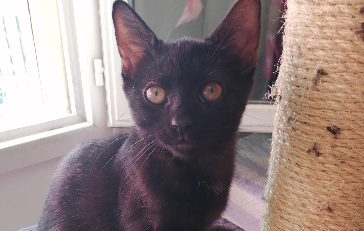 BASILIK [CHATON]