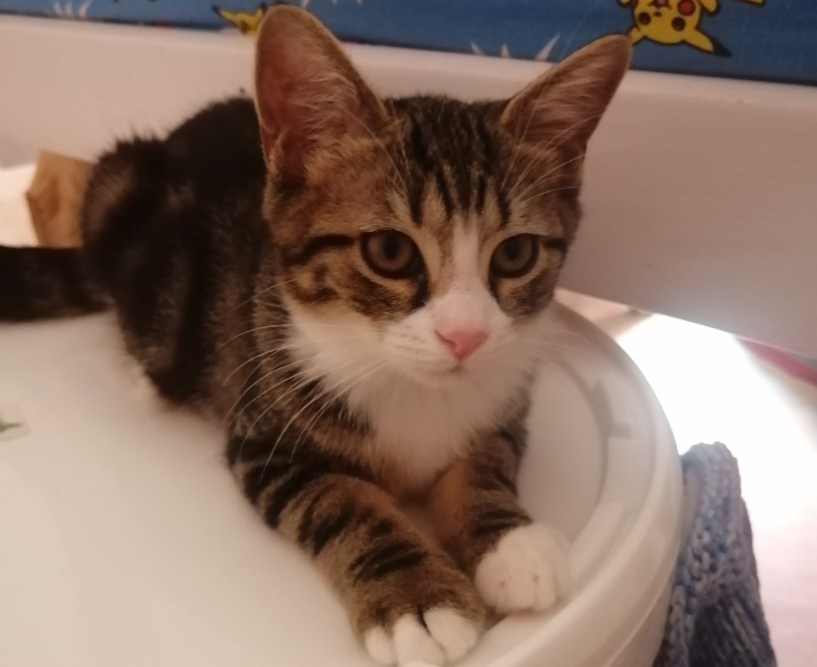 OSEILLE [CHATON]