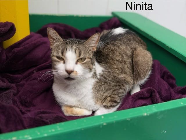 Ninita