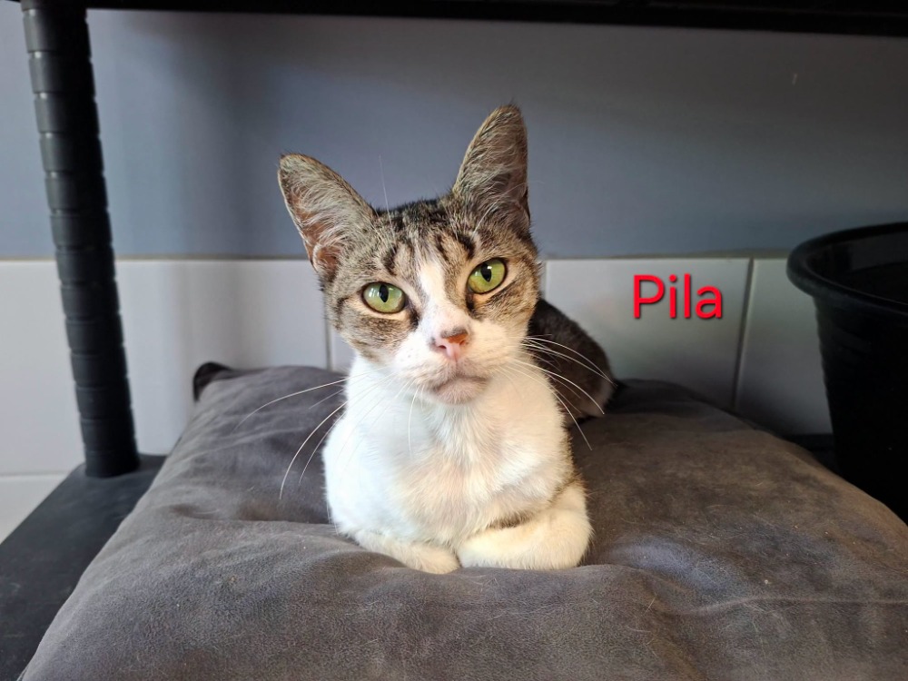 Pila