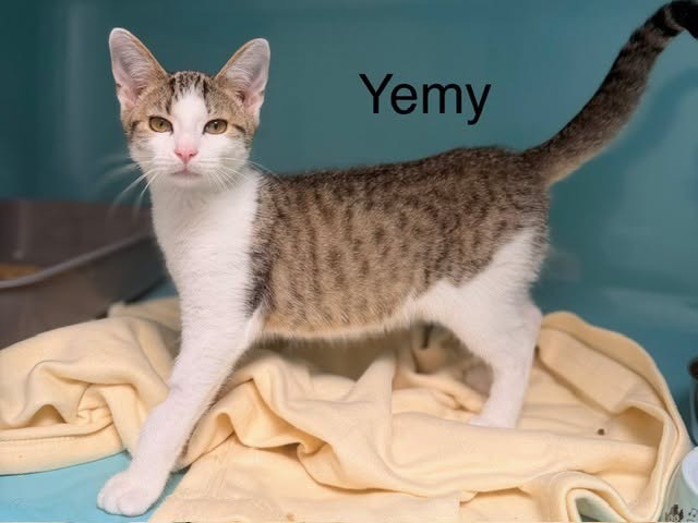 Yemy