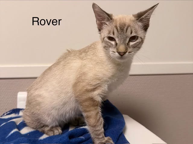 Rover
