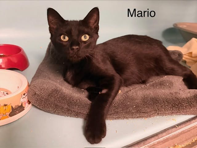 Mario