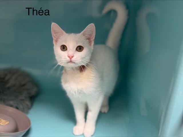Théa