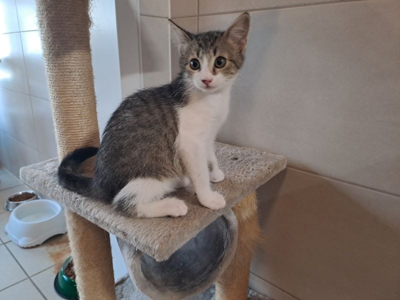 myrtille