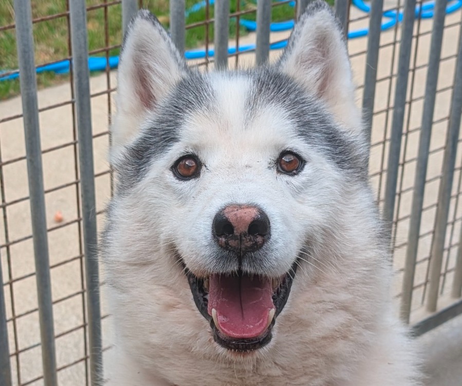 Hachi