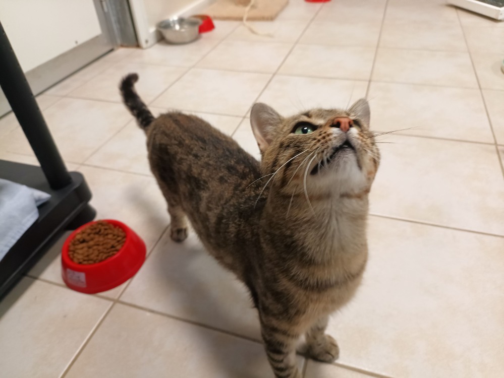 MERLIN