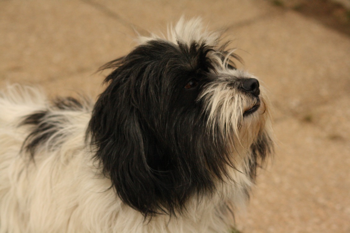 FIFI