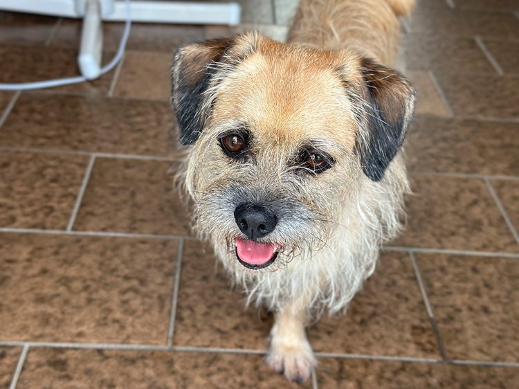 soaf (adoption duo avec Sanka)