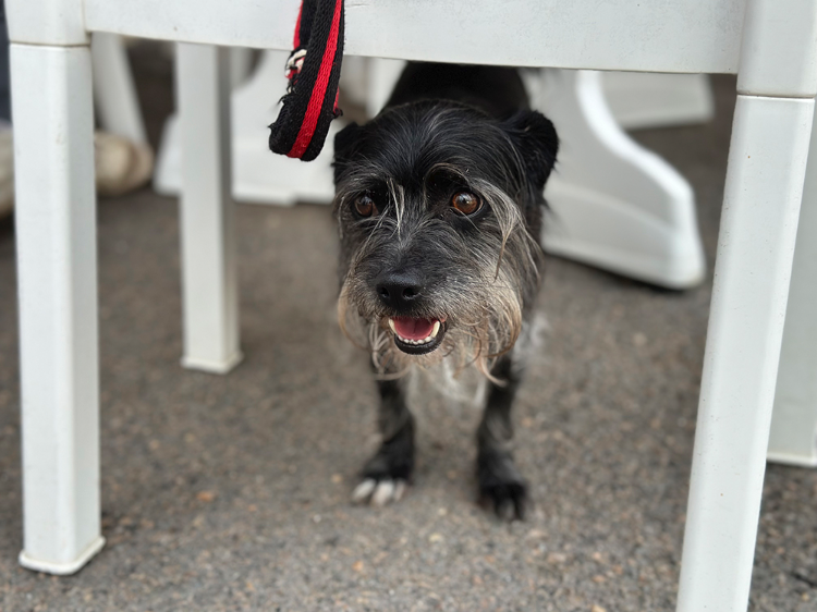 sanka (adoption duo avec Soaf)