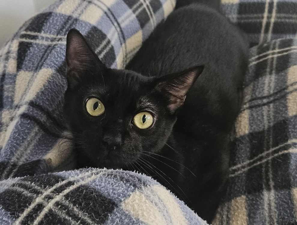 Elton (EN COURS D’ADOPTION)