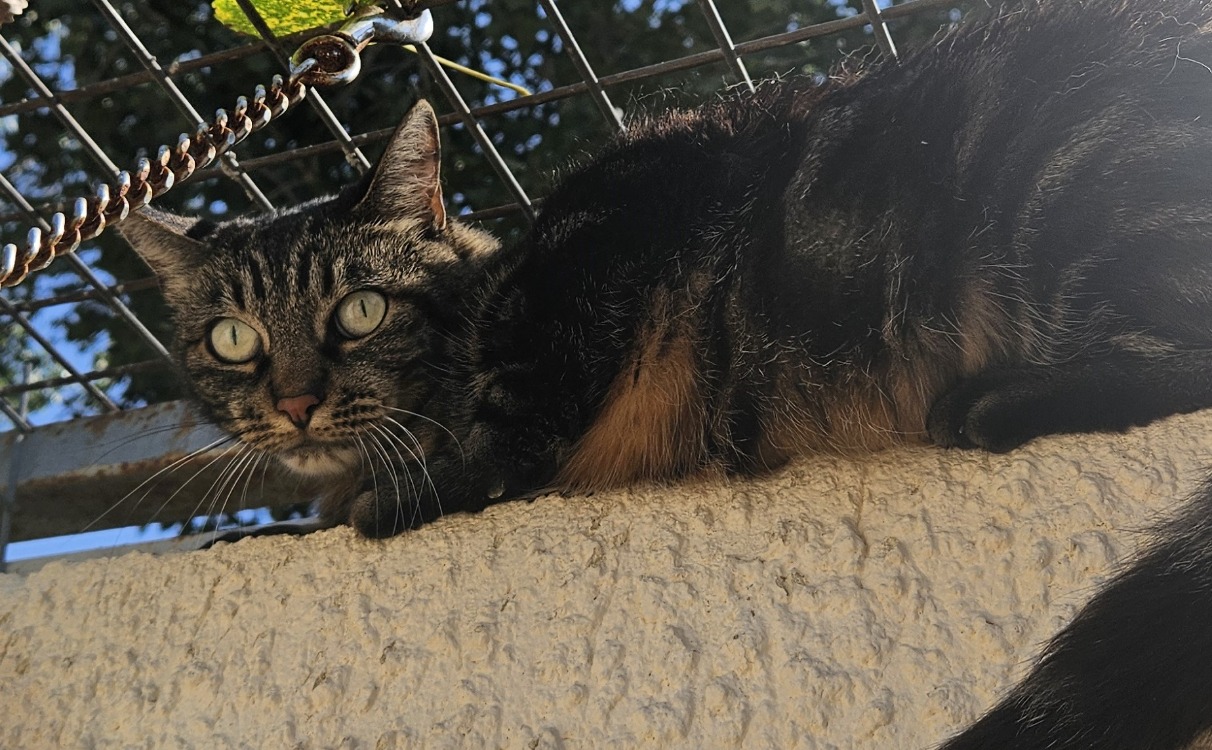 MISSELE
