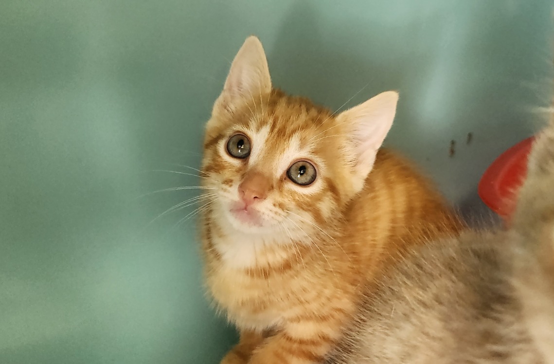AMMAN QCT