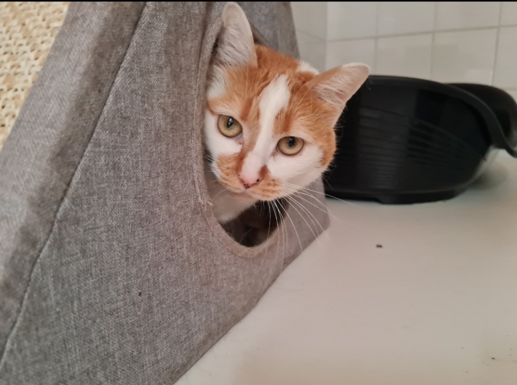 VIRGULE (en cours d'adoption)