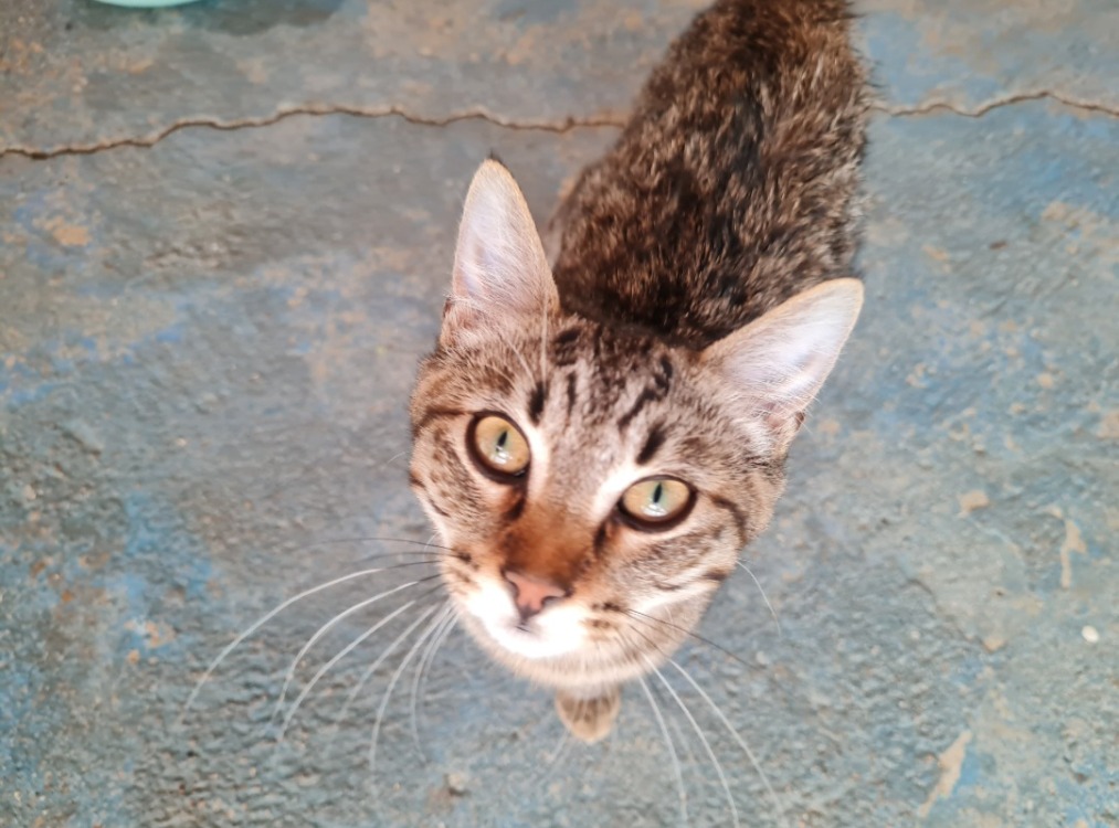 INDIGO (en cours d'adoption)