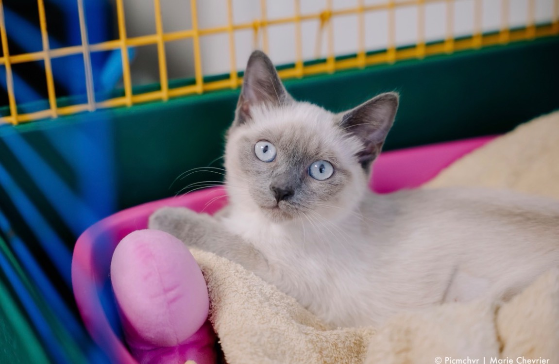 Ali [Chaton]