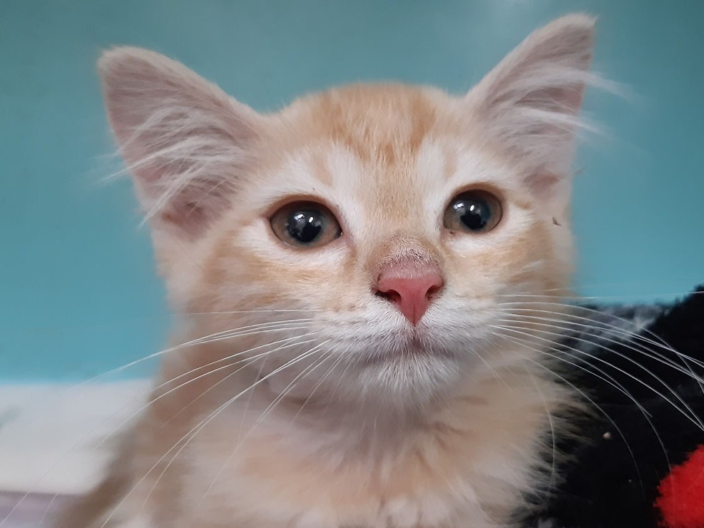 Raquette