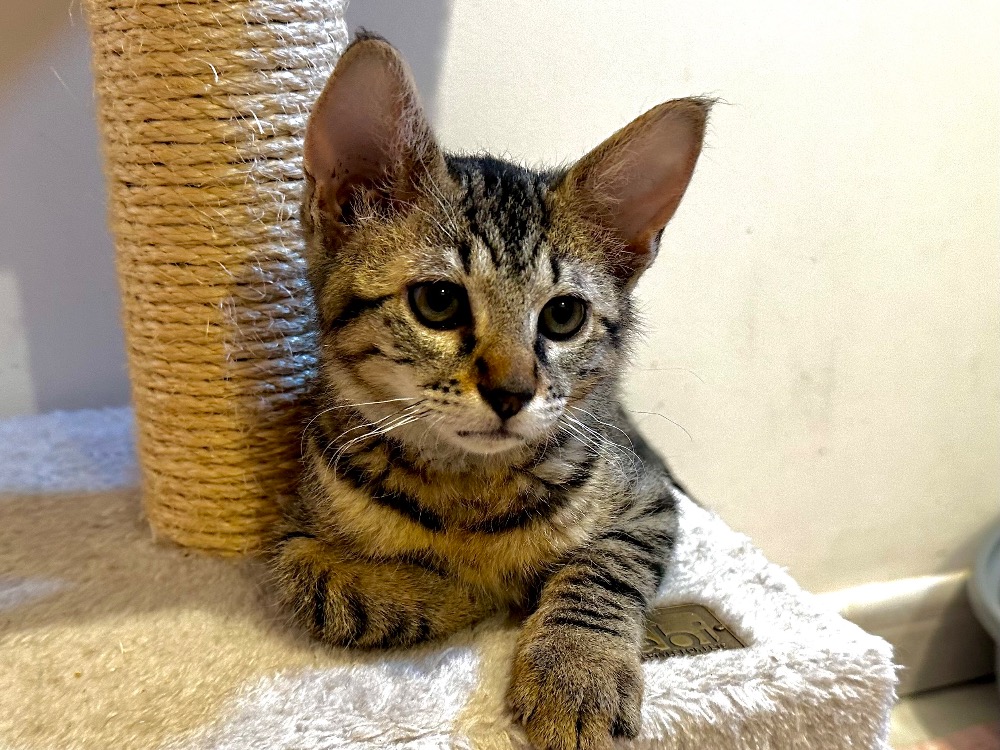 Edgard [Chaton]