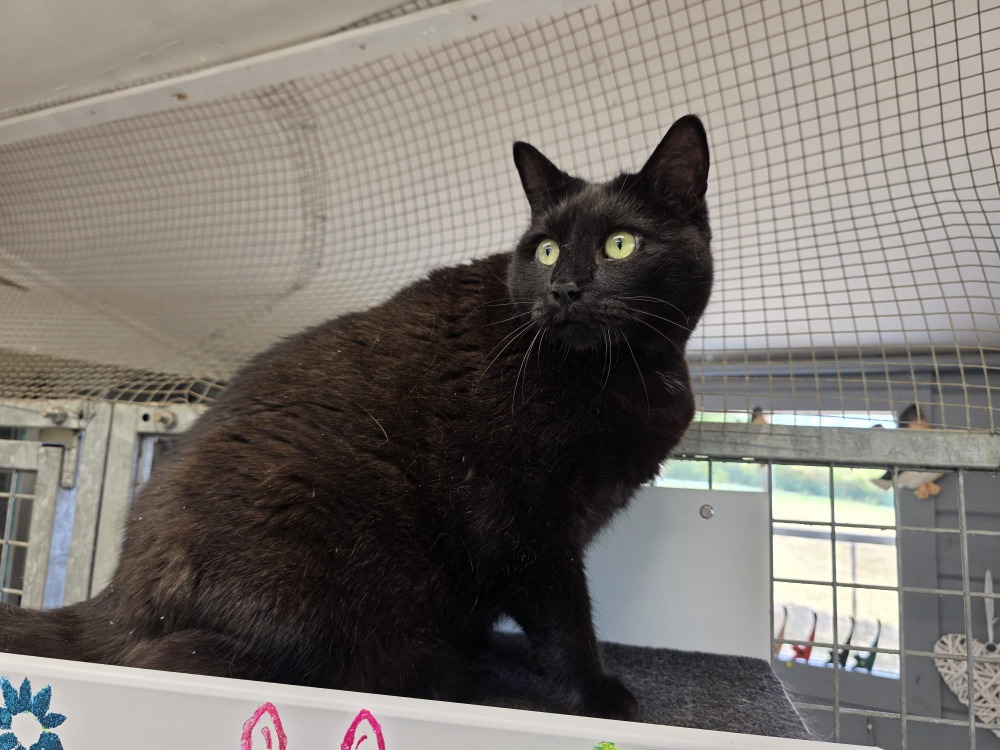 BAGHEERA