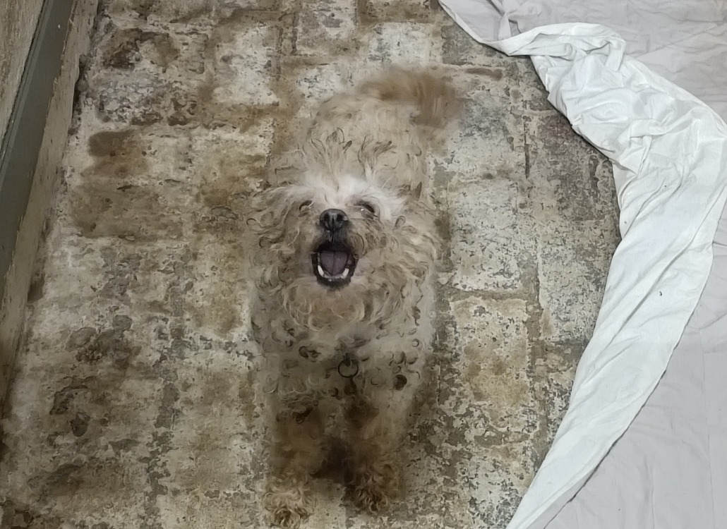 MIMIE