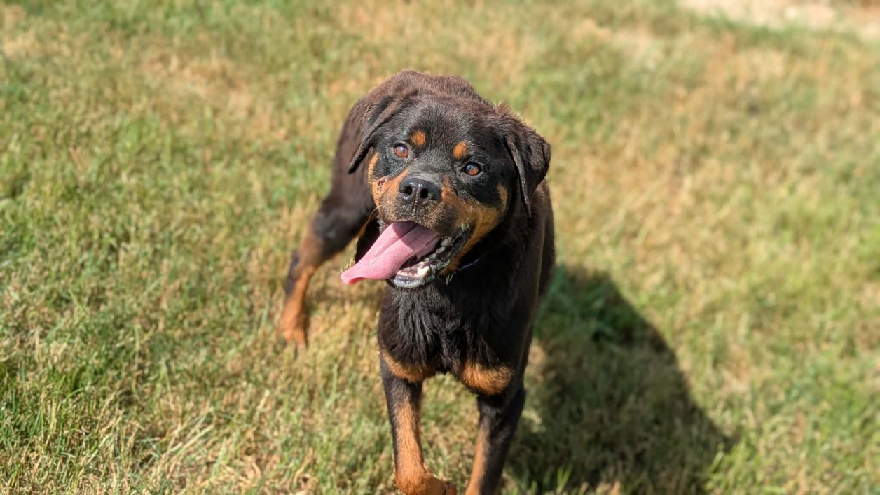 TYSON II
