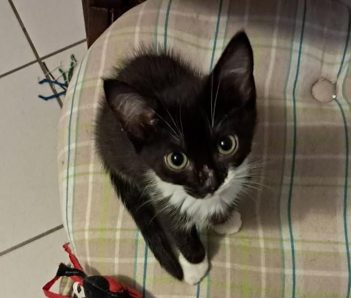 feline