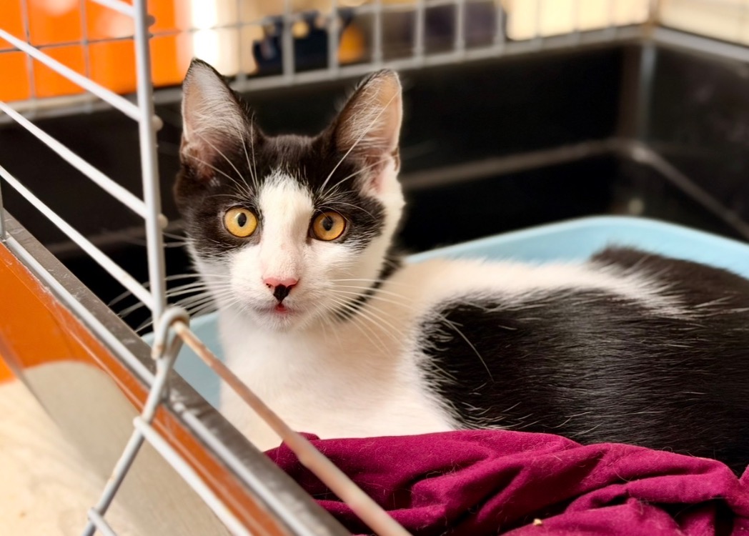 Burata [Chaton] [FIV+]