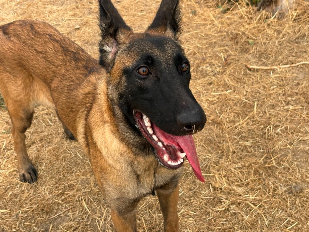 BOSKO