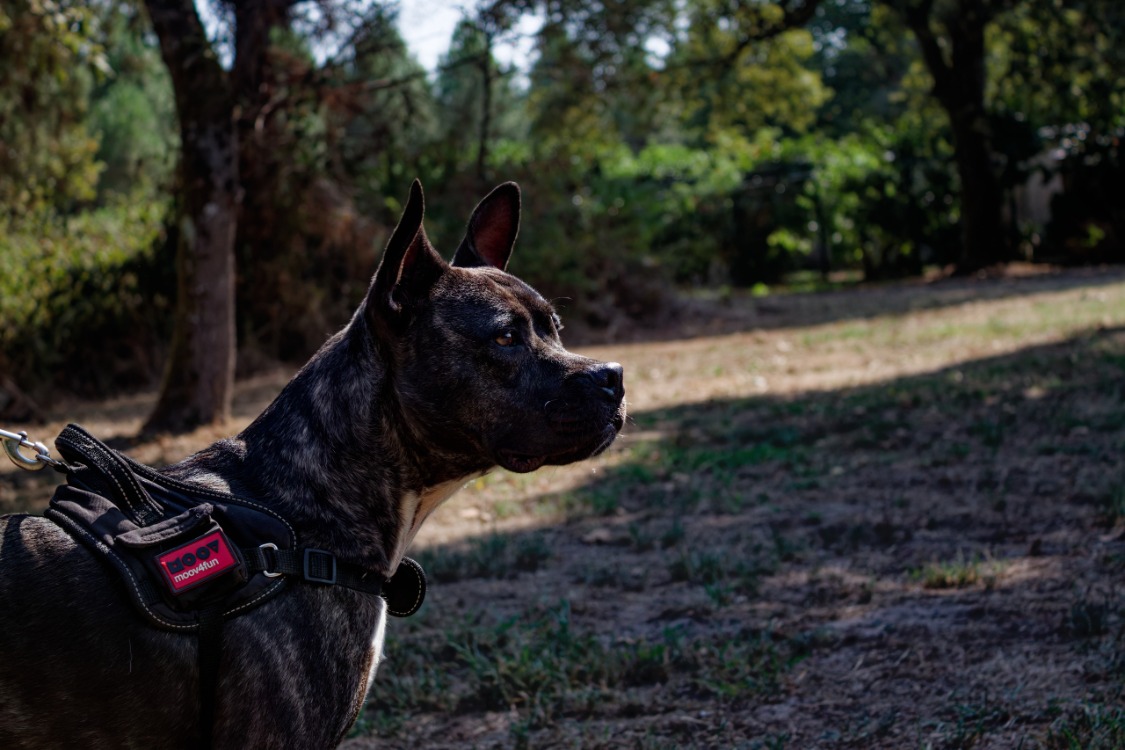 Xena