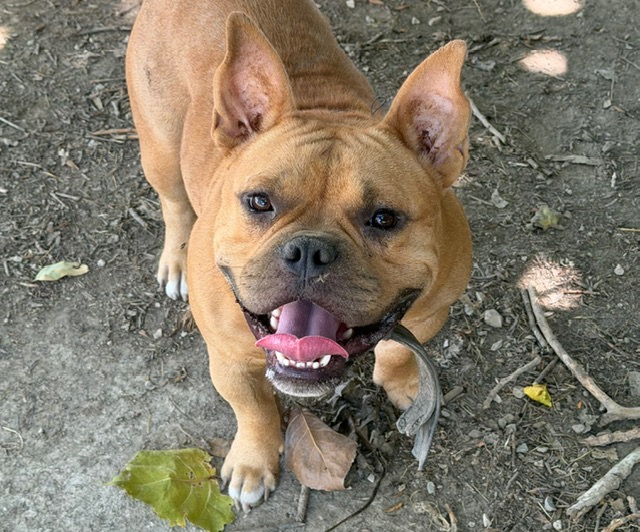 Aiko (en cours d'adoption)