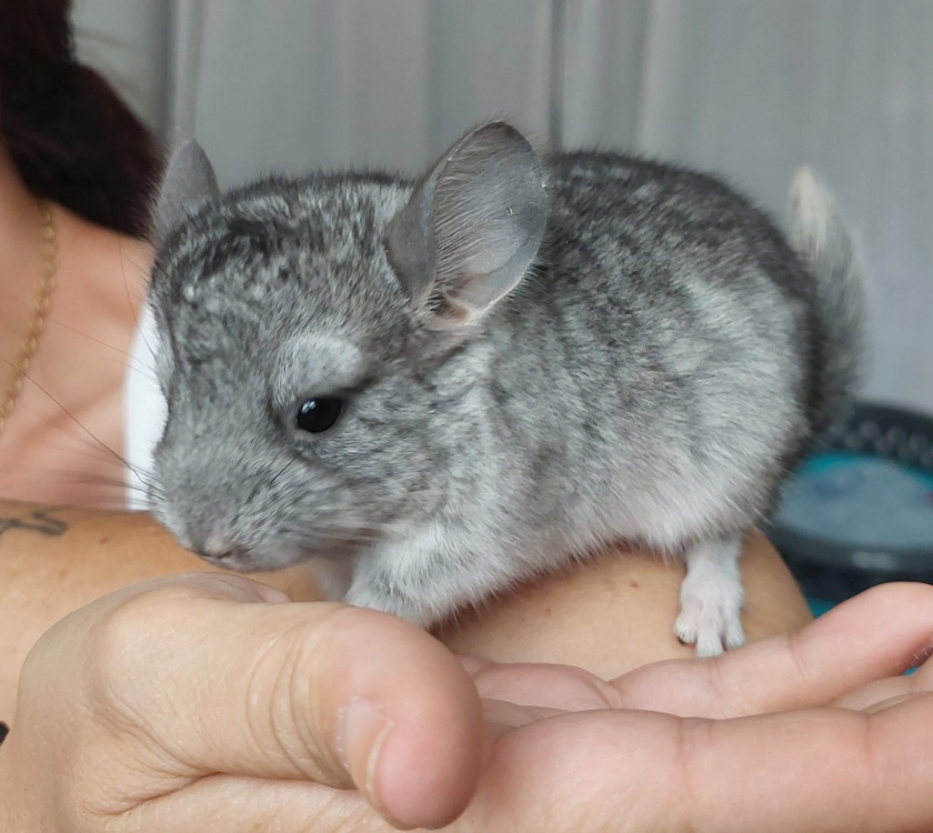 chinchidou