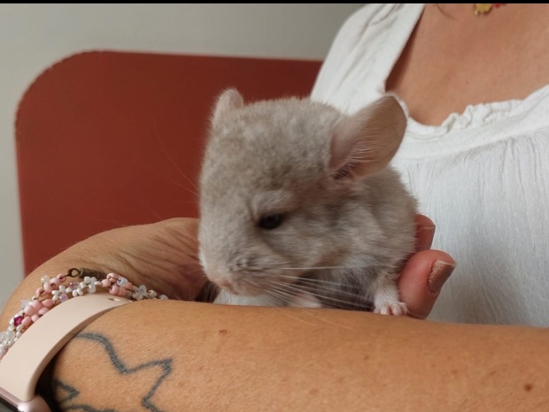 CHINCHIMOU
