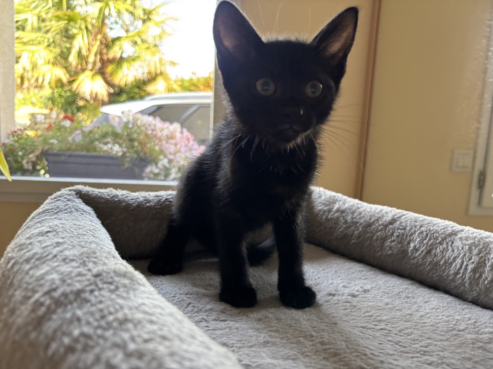 NALA QCT