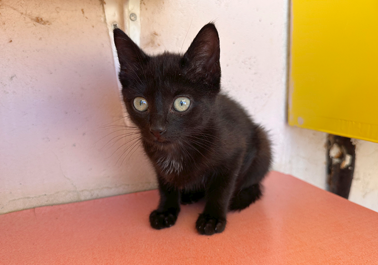 NYX