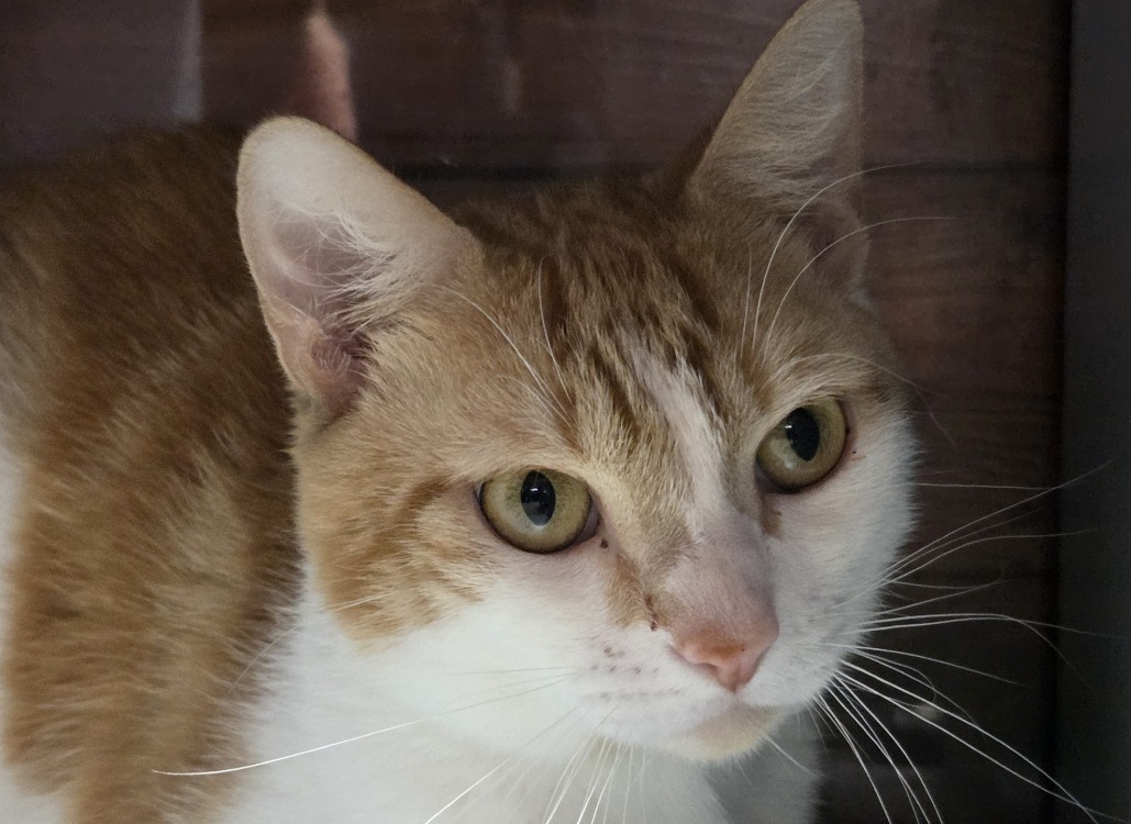 ACHILLE