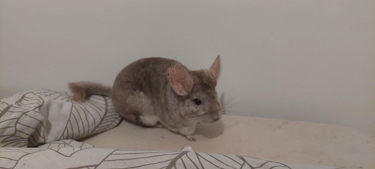 PASHMILLA